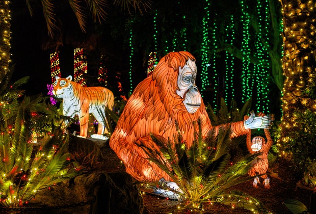 Secrets of the LA Zoo: LA Zoo Lights